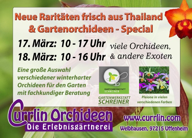 Gartenorchideen2023 Currlin Orchideen