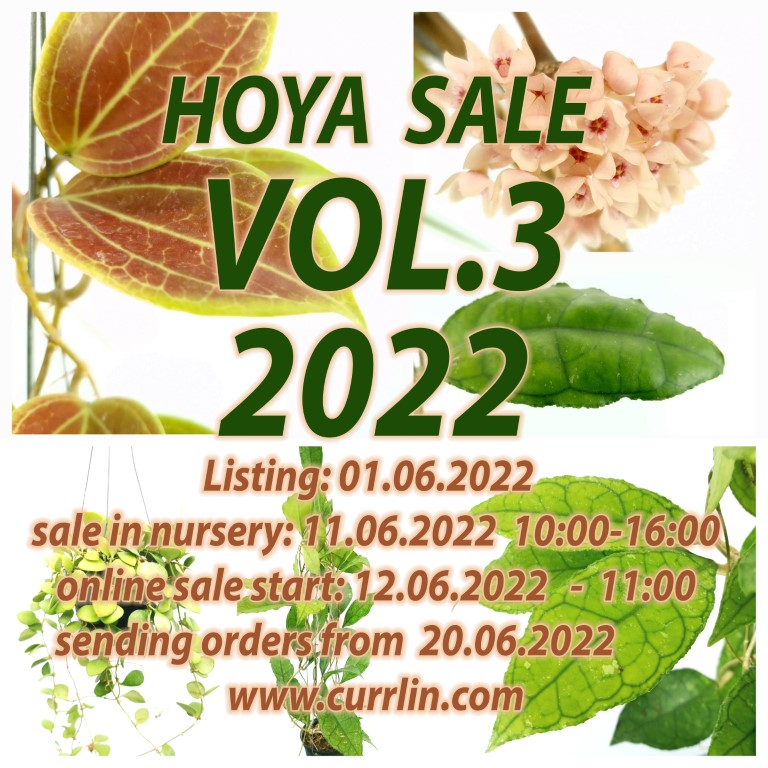 Hoya Sale VOL3 2022 Currlin Orchideen