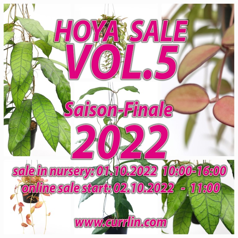 Hoya Sale VOL5 2022 Currlin Orchideen