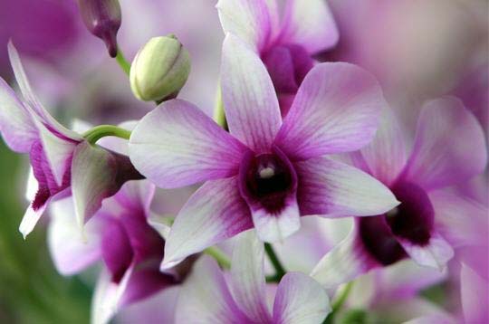 Dendrobium_phalaenopsis