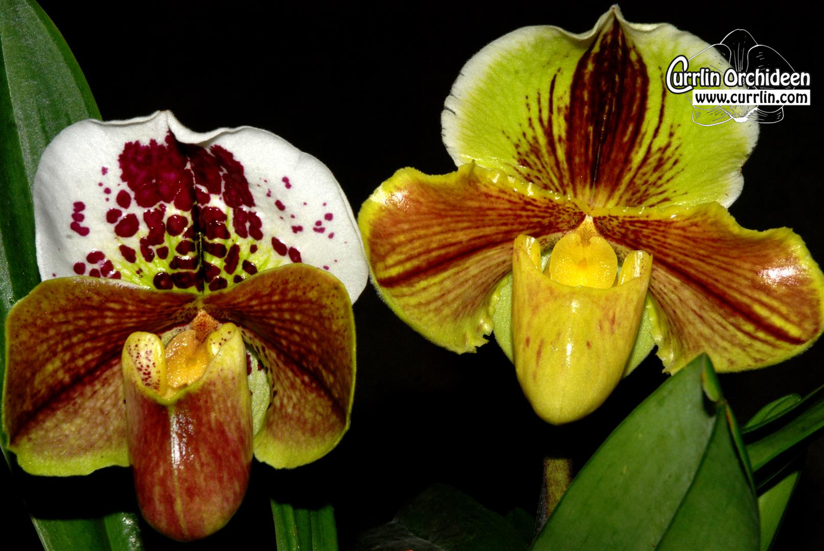 Paphiopedilum Fire Ball Hybride blühstark Orchidee Orchideen