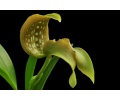 Bulbophyllum gra 4e9bf29c7d817