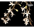 Aerangis mystacidii (Flowers) - Currlin Orchideen