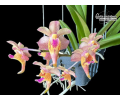 Aerides cootesii x Vanda flabellata - Currlin Orchideen
