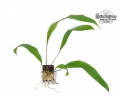 Anthurium gracile (Habitus) - Currlin Orchideen