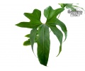 Anthurium pedatum (Leaves) - Currlin Orchideen