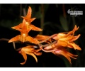 bifrenaria aureofulva currlin orchideen