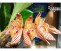Bulbophyllum bicolor - Currlin Orchideen