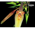 Bulbophyllum blepharistes - Currlin Orchideen