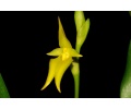 bulbophyllum carunculatum var album currlin orchideen