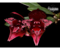 Bulbophyllum cruentum - Currlin Orchideen