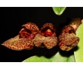 bulbophyllum frostii currlin orchideen