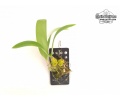 Bulbophyllum khaoyaiense (Habitus) - Currlin Orchideen