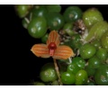 bulbophyllum monoliforme currlin orchideen