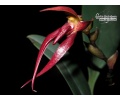 bulbophyllum nymphopolitanum currlin orchideen