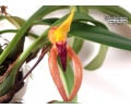 bulbophyllum papulosum currlin orchideen