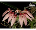 Bulbophyllum weberi - Currlin Orchideen