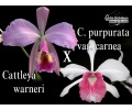 Cattleya Eximia (carnea) - Currlin Orchideen
