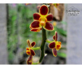 Chiloschista lunifera - Currlin Orchideen