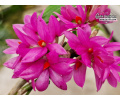 Dendrobium bracteosum 'Yuan' (Flowers) - Currlin Orchideen