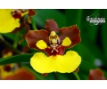 gomesa leco long island 2 currlin orchideen