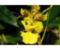gomesa longipes currlin orchideen