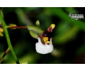 gomesa radicans 1 currlin orchideen