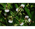 gomesa radicans 2 currlin orchideen