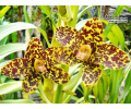 Grammatophyllum speciosum - Currlin Orchideen