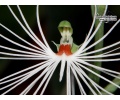 Habenaria medusa - Currlin Orchideen
