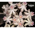 Hoya curtisii - Currlin Orchideen