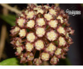 Hoya aff. finlaysonii 'Splash Leaves' (sp. Bahoi) (Flowers) - Currlin Orchideen