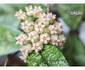 Hoya crassipetiolata 'Splash Leaves' (Flowers) - Currlin Orchideen
