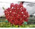 Hoya cv. Kicki - Currlin Orchideen