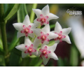 Hoya engleriana - Currlin Orchideen