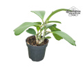 Hoya kerrii (Habitus) - Currlin Orchideen