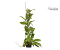 Hoya merrillii (Habitus) - Currlin Orchideen