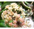 Hoya merrillii 'Long Leaves' - Currlin Orchideen