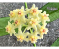 Hoya pandurata - Currlin Orchideen