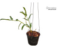 Hoya pandurata (Habitus) - Currlin Orchideen
