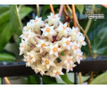 Hoya sp. AH 001 'Splash Leaves' (Vietnam) - Currlin Orchideen