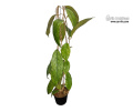 Hoya sp. Bahoi (aff. finlaysonii) (Habitus) - Currlin Orchideen