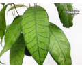 Hoya sp. Kalimantan nr.1 (Leaves) - Currlin Orchideen