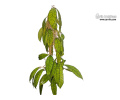 Hoya sp. Kalimantan nr.1 (Habitus) - Currlin Orchideen
