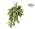 Hoya wayetii 'variegata' (Habitus) - Currlin Orchideen