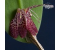 restrepia muscifera currlin orchideen