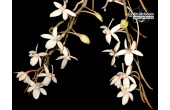 aerangis mystacidii currlin orchideen
