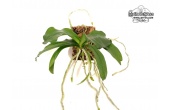 Aerangis mystacidii (Habitus) - Currlin Orchideen
