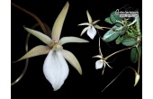 Aerangis punctata (flowers) - Currlin Orchideen