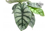 alocasia_silver_dragon_leaves_currlin_orchideen